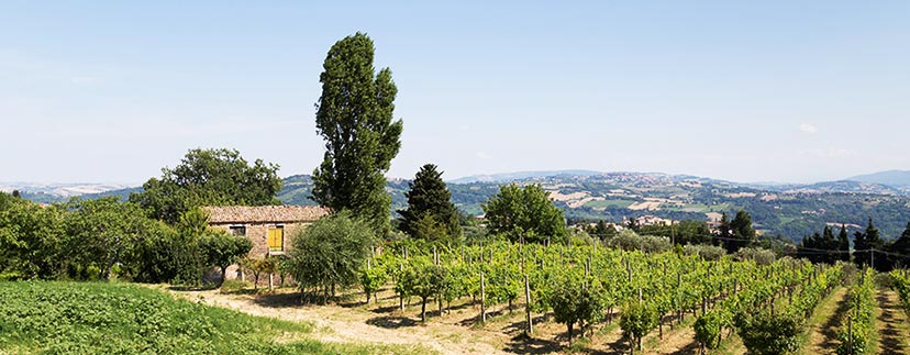 Bauernhäuser in der Region Marken: Weinberg und Wein