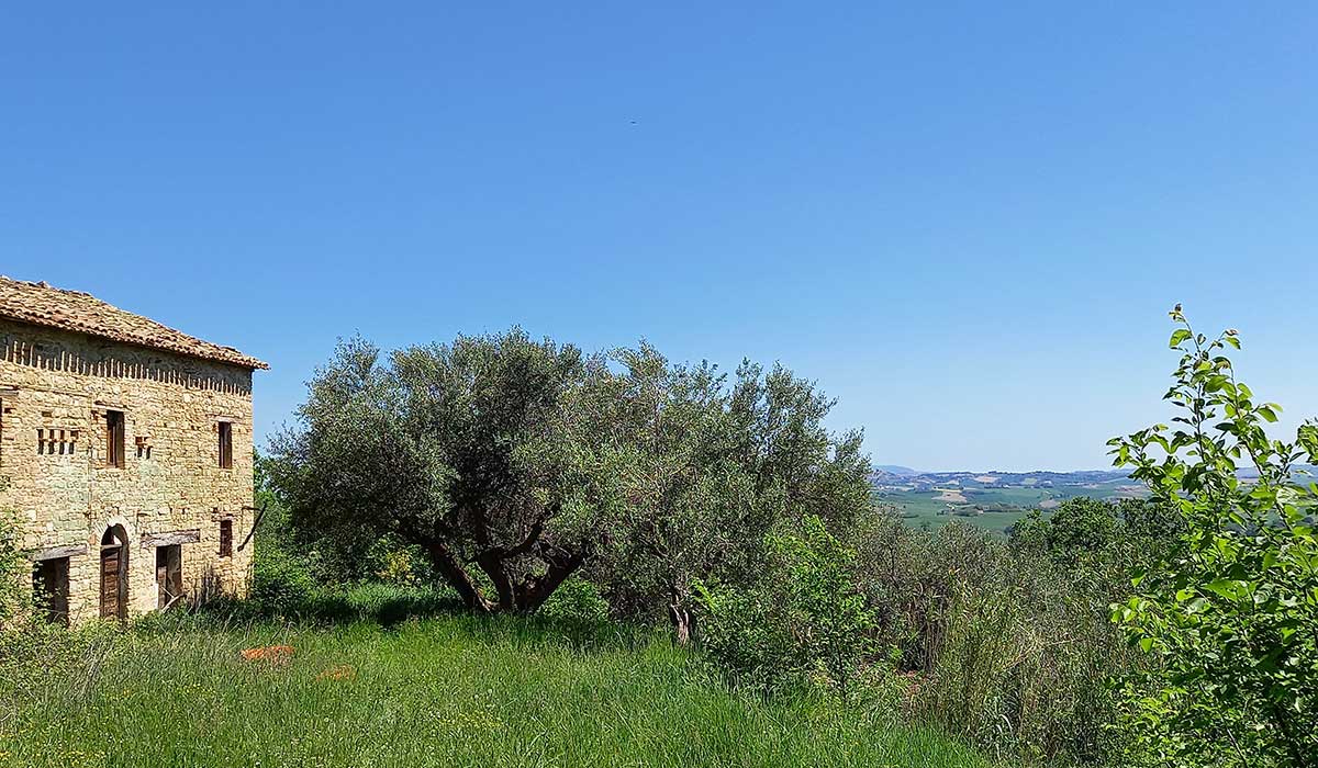 sette-ettari-olivo