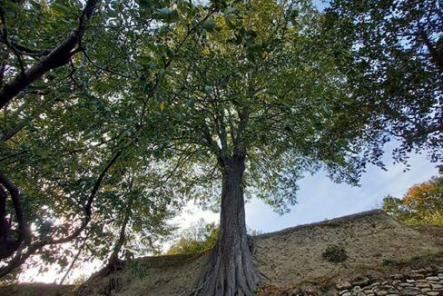 Smerillo-big-tree