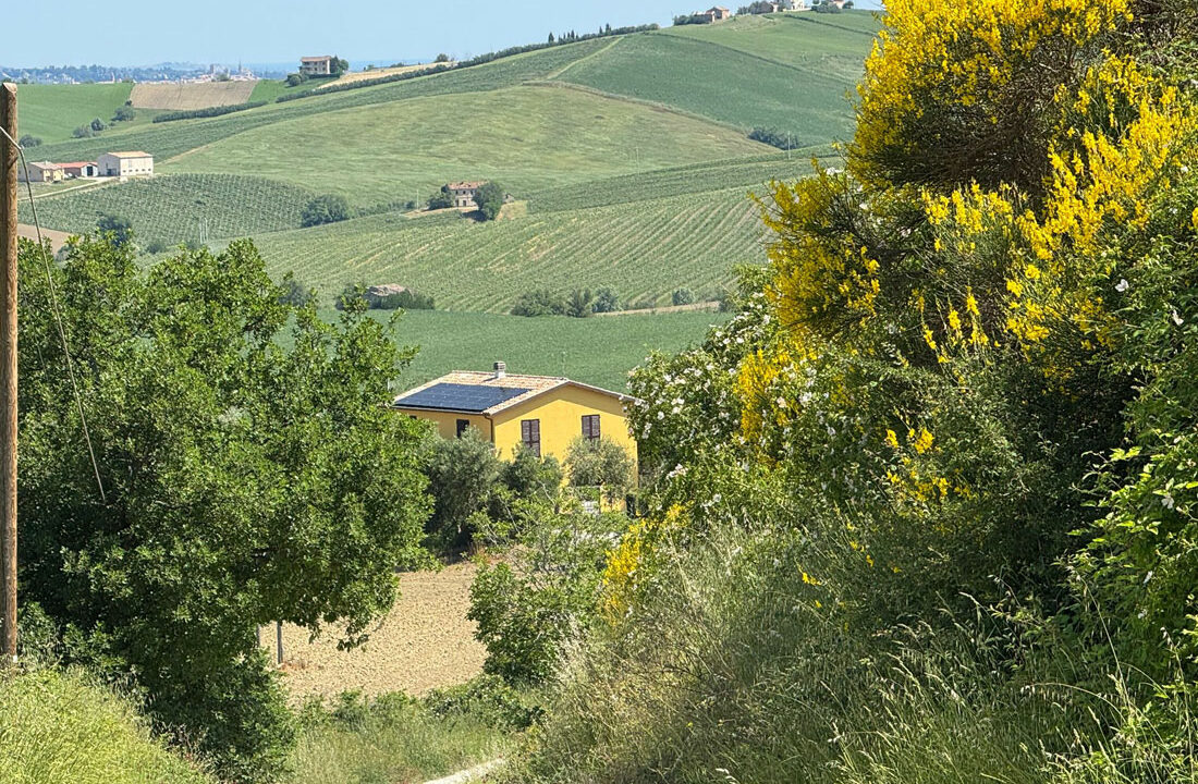 Staffolo-gialla-ventiquattro (002)
