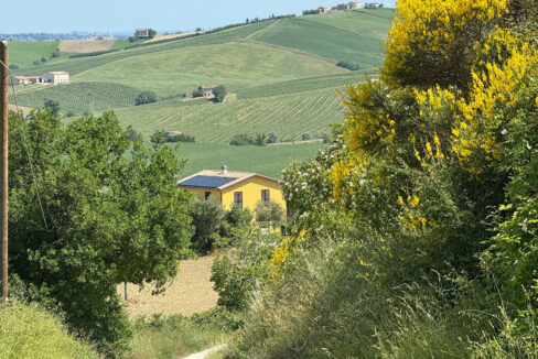 Staffolo-gialla-ventiquattro (002)