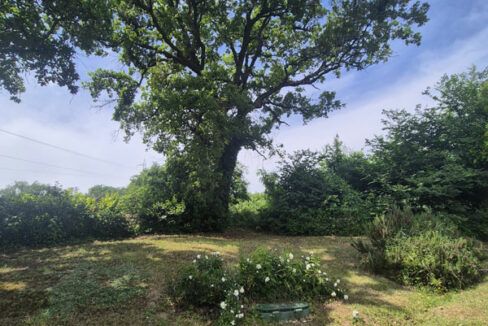 Albero
