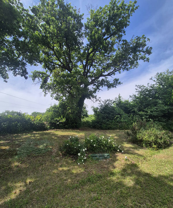 Albero