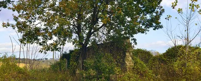 tommicinque