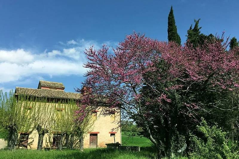 Casa colonica a Treia, in provincia di Macerata - buying a house in the countryside