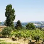 Bauernhäuser in der Region Marken: Weinberg und Wein