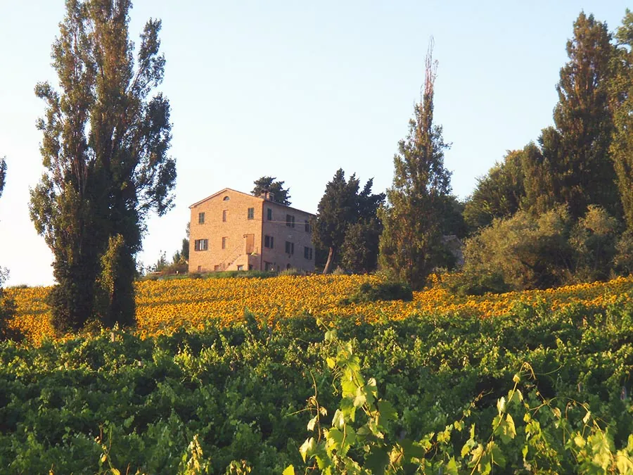 Casale del Fattore a Cupramontana
