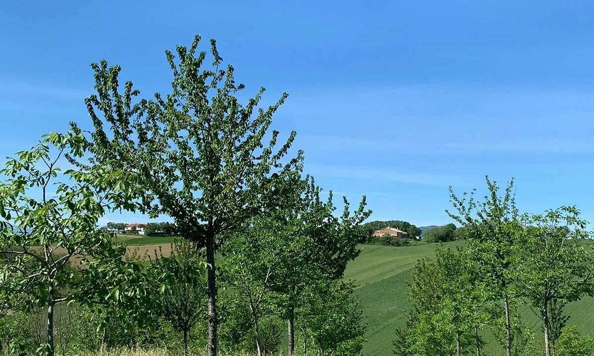 poggiolino-quattro