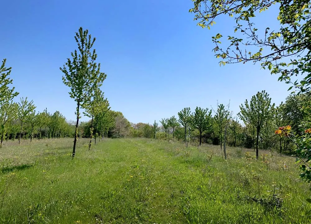 casale-filoro-campo