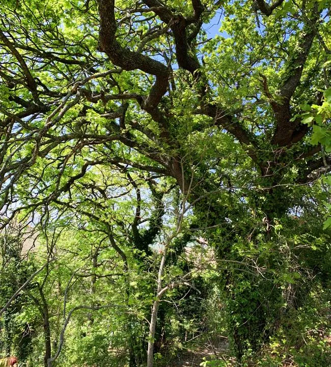 casale-filoro-quercia