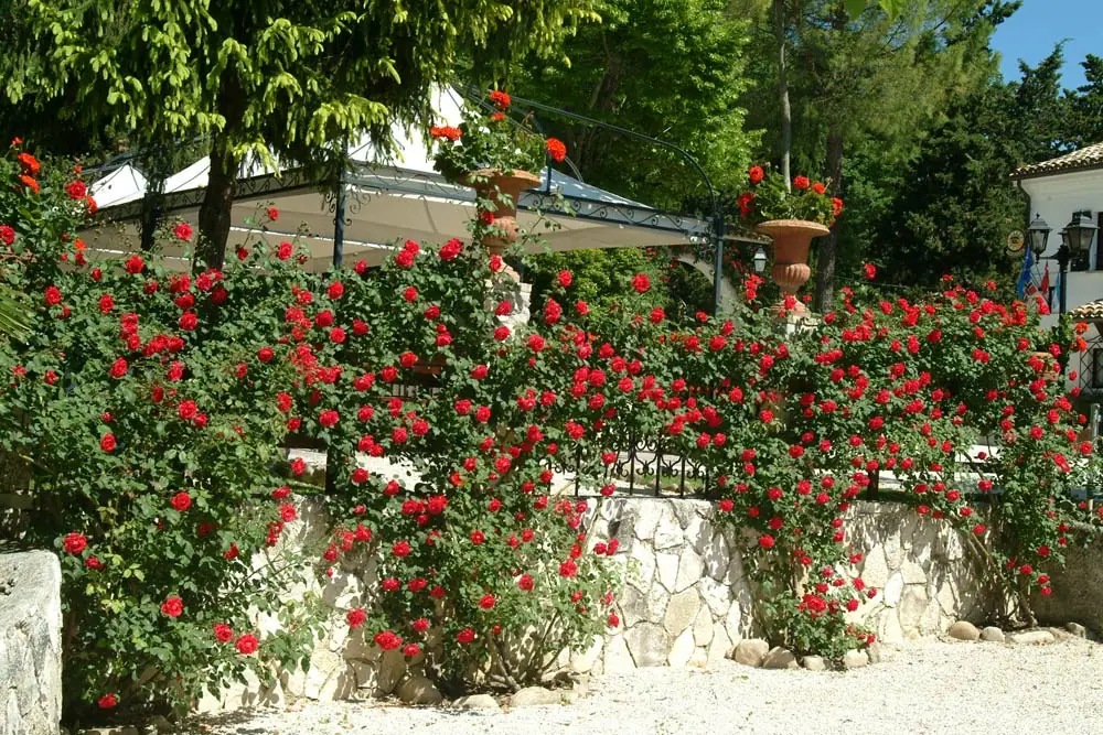Villa-Rovere-rose