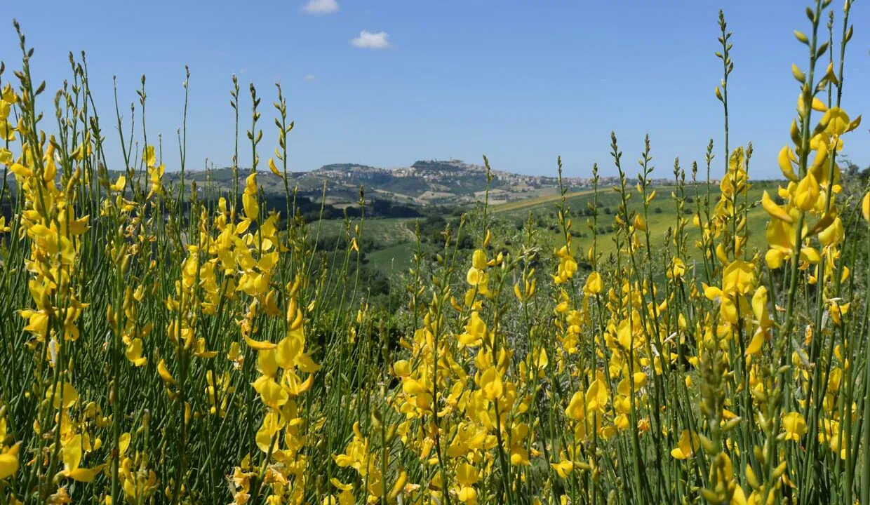 Casale-Fermo-ginestra