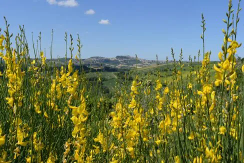 Casale-Fermo-ginestra