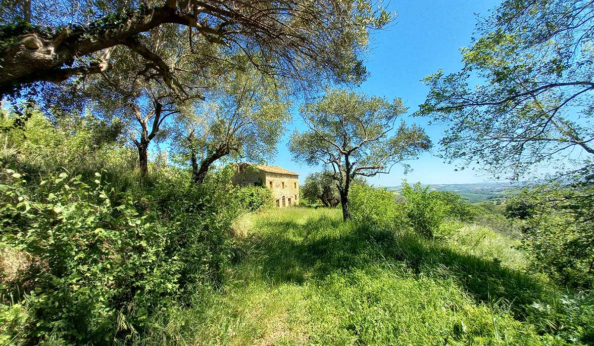 Sette-ettari-sfondo