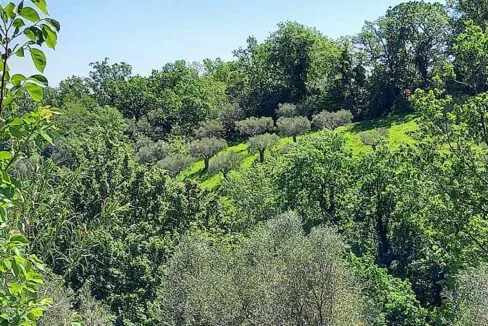 oliveto
