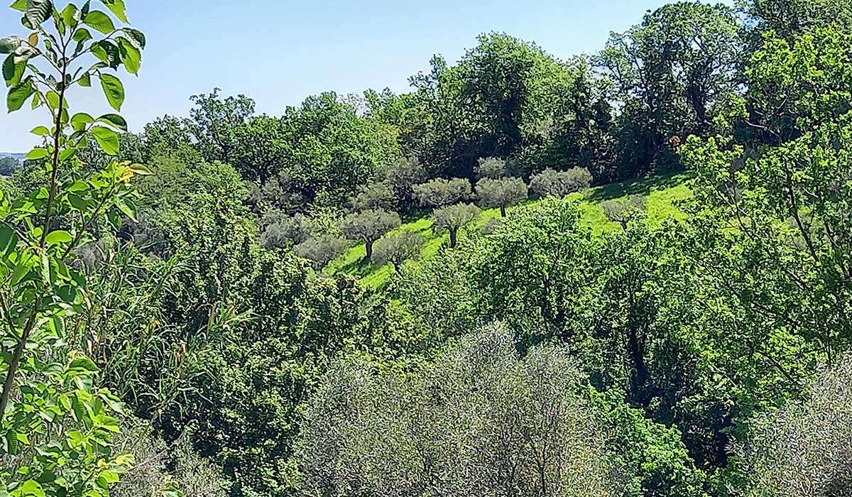 oliveto