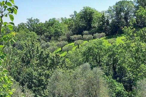 oliveto