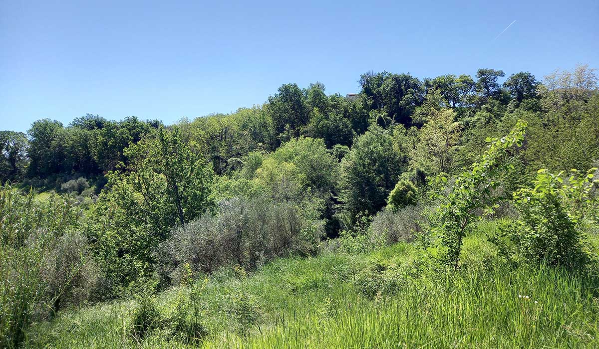 sette-ettari-bosco