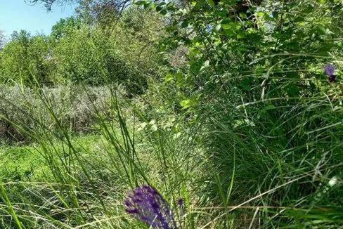 sette-ettari-fiore