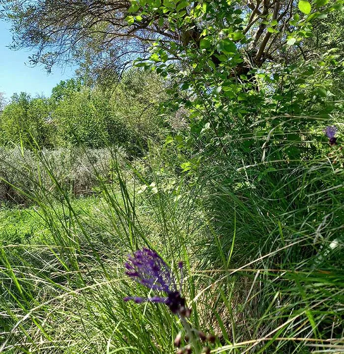 sette-ettari-fiore