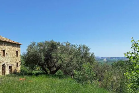 sette-ettari-olivo