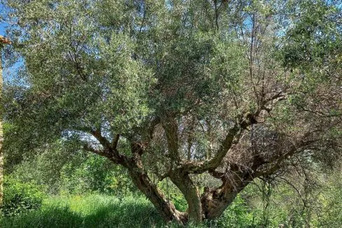 sette-ettari-ulivo