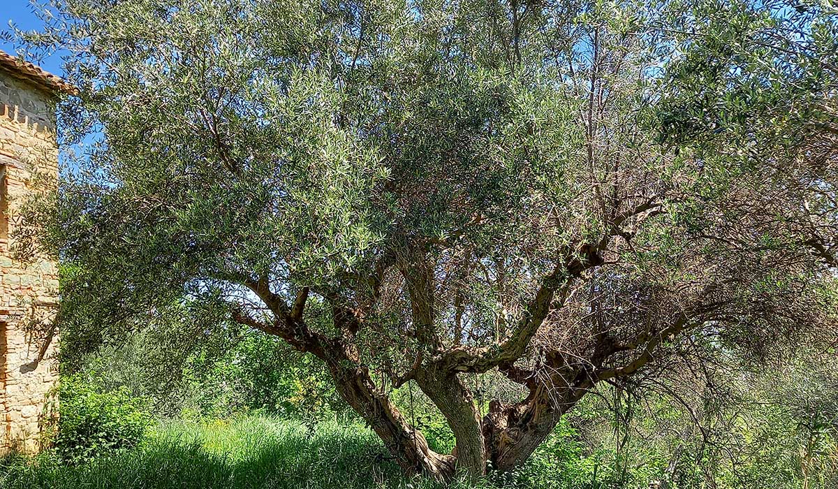 sette-ettari-ulivo