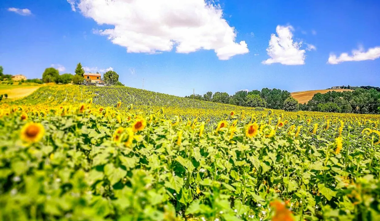 Casali in vendita sui colli di Jesi