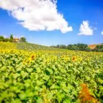 Casali in vendita sui colli di Jesi