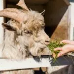 Fattoria nelle Marche