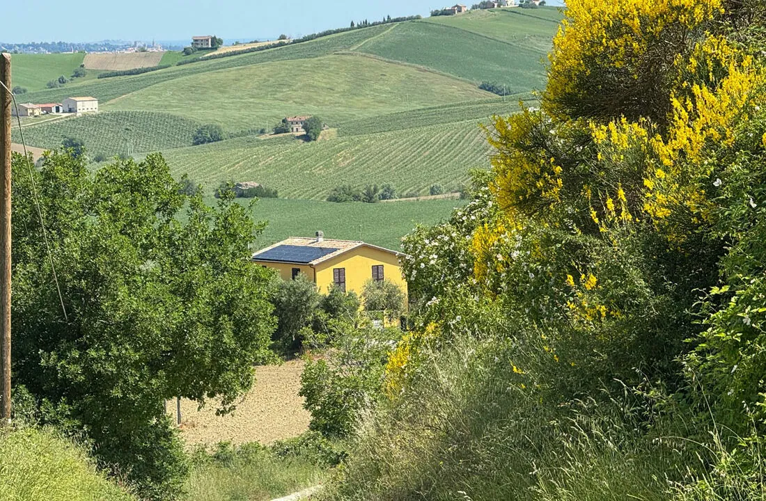 Staffolo-gialla-ventiquattro (002)
