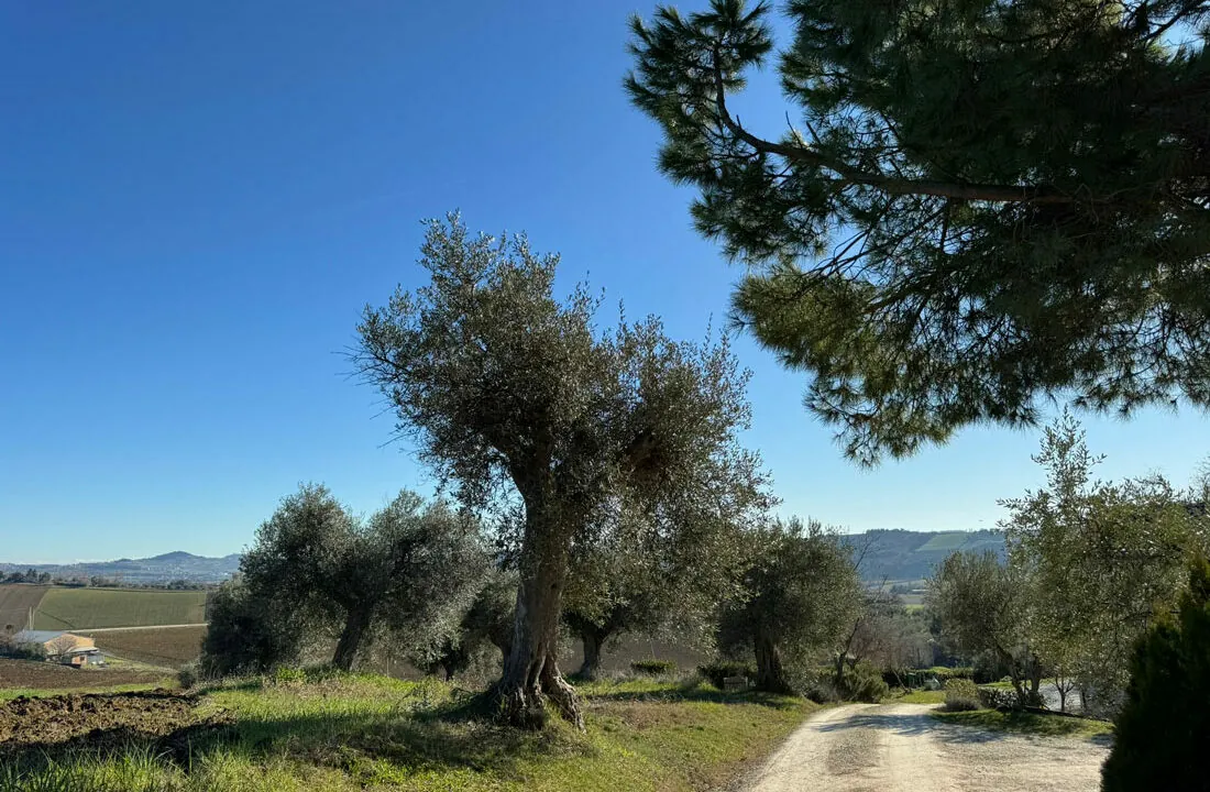 collina-tre