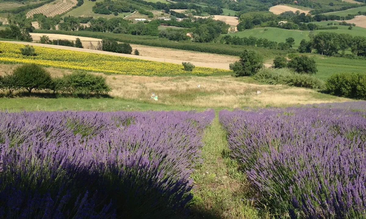 Romana-ventisei