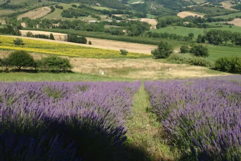 Romana-ventisei